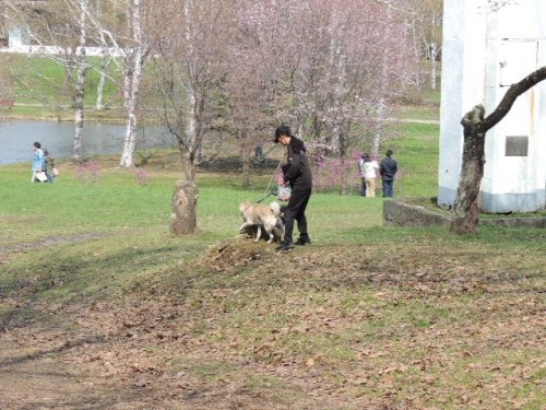 緑が丘公園　桜開花情報！