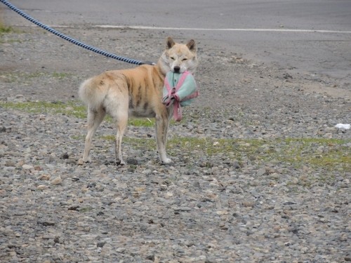 アイヌ犬