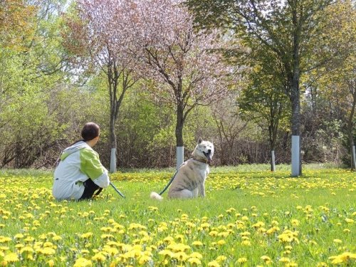 黄色い花と青い花