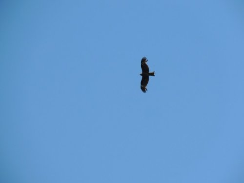 鳶が道路に留まってたら轢き殺してバンパーに飾りましょう！