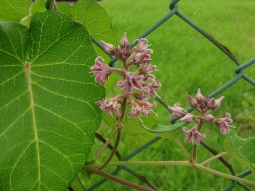 ケサランパサランの花