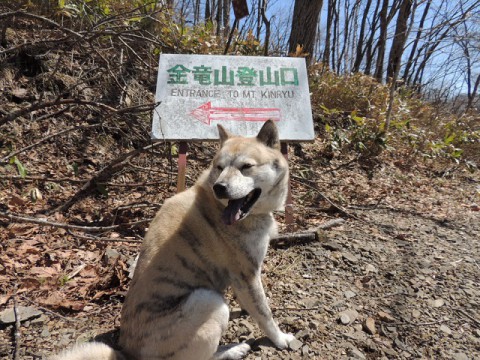 野の花とか