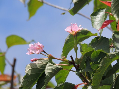 桜が咲いた!