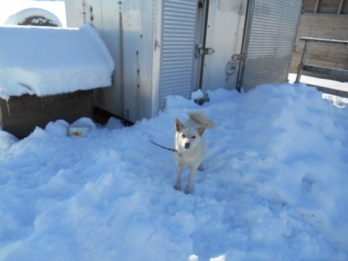 久々の雪～！