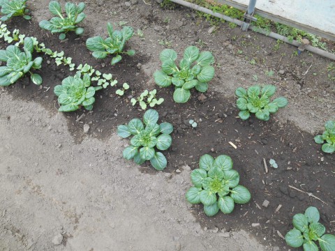 野菜の直売に間に合うかな!