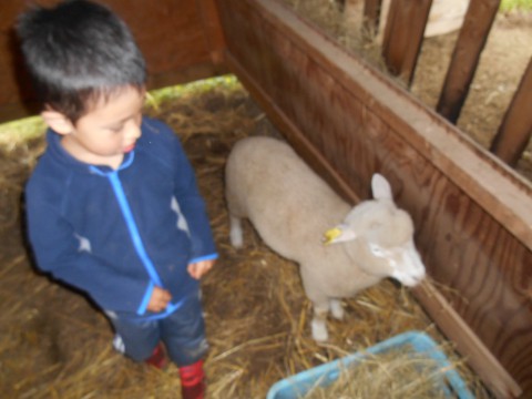 羊小屋から出ないって!