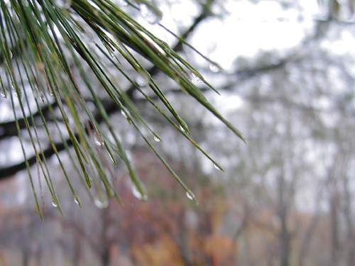 しっとりと読書の雨