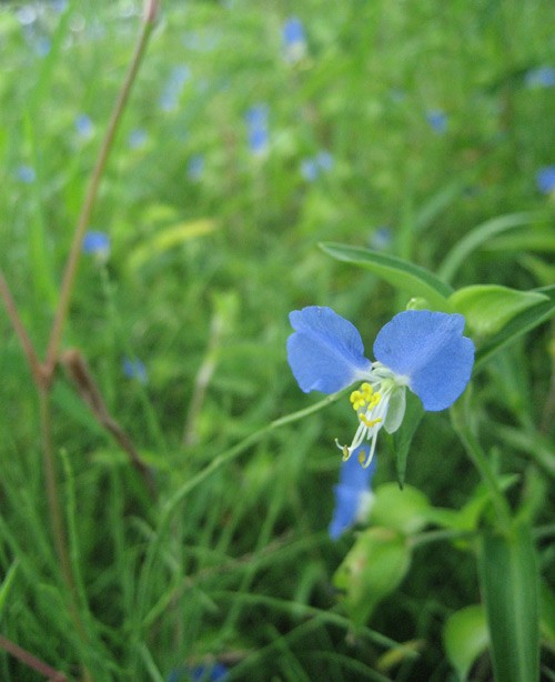 ミッキーの花