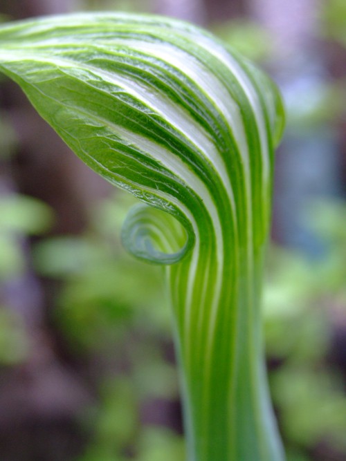 Natural pattern