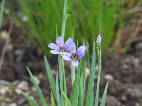 個人的に好きな花。