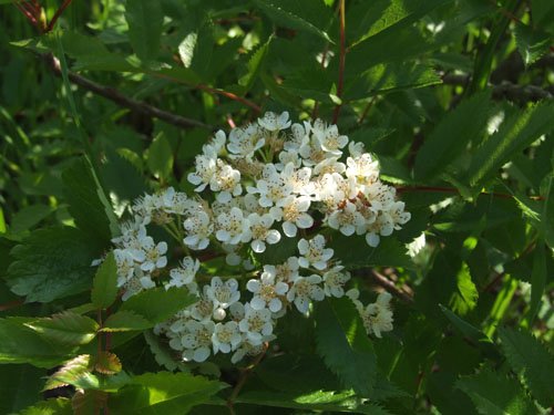 樹に咲く花 4 ＜ナナカマド＞