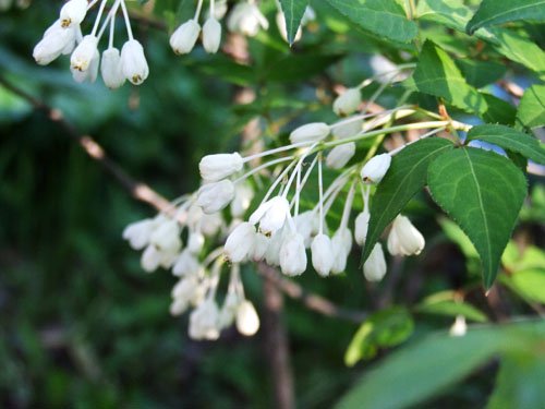 樹に咲く花 5 ＜ミツバウツギ＞