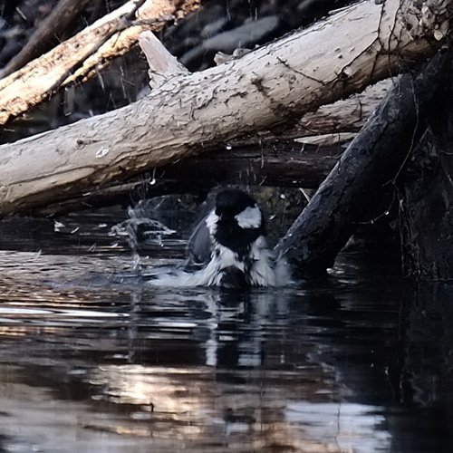 ワイルドすぎる行水。