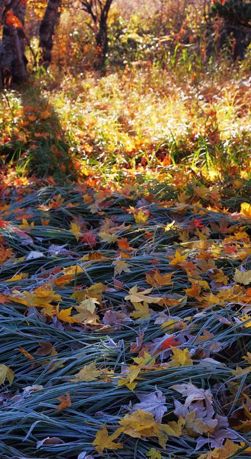 morning frost.