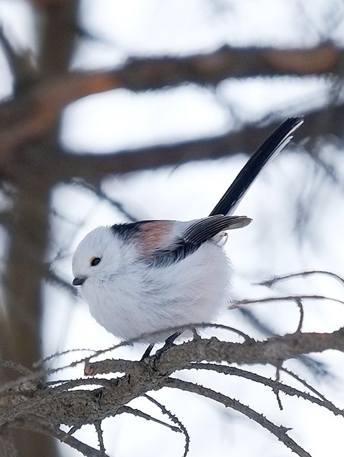 シマエナガ