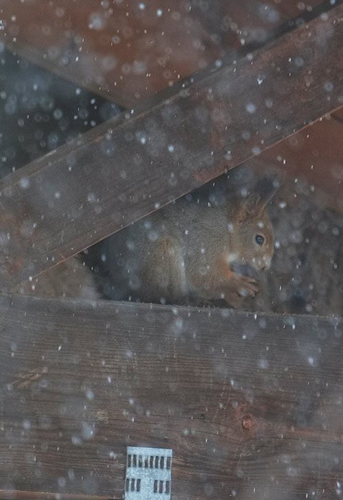 雪を見たかい