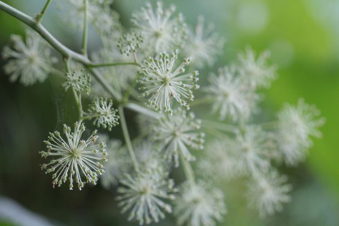 ウドの花