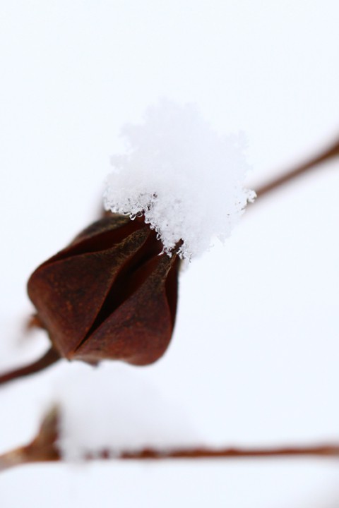 囚われの 雪