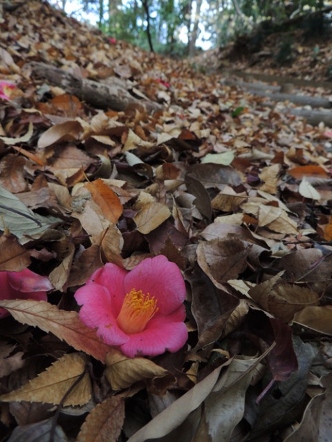 ツバキの花 咲く処へ