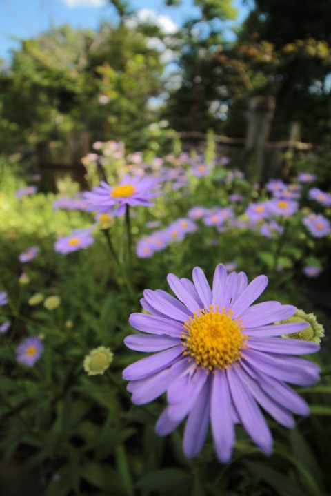 それでも花は