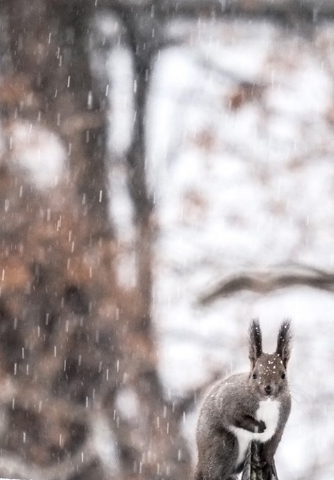 雪は 友だち