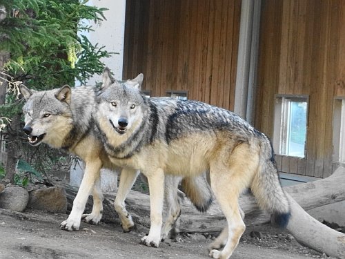 みんな元気 オオカミ一家｜ときどき動物園散歩 by チネ