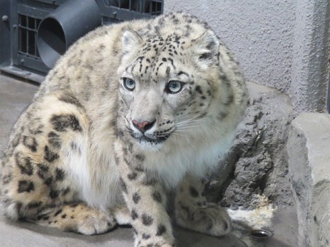 円山ユキヒョウ ときどき動物園散歩 By チネ