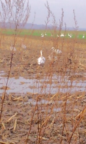 白鳥と鶴３