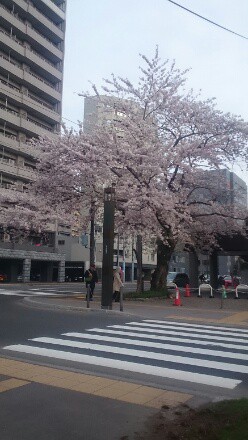 札幌の桜