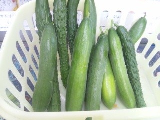 今日のお野菜入荷情報