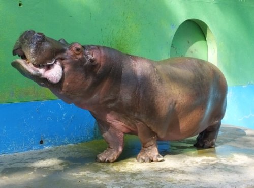 今日も歩く松山家　by帯広動物園