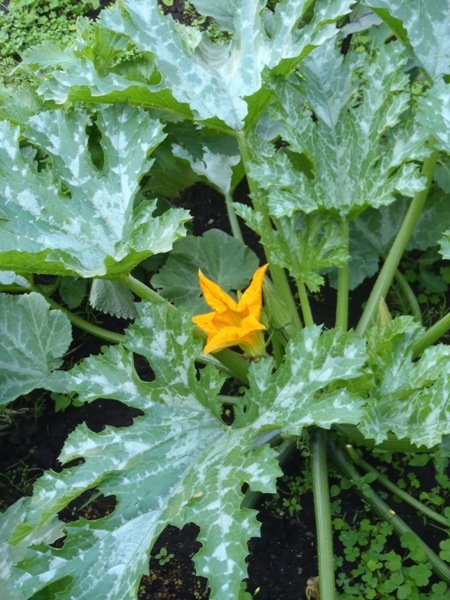 庭の元気な野菜たち～