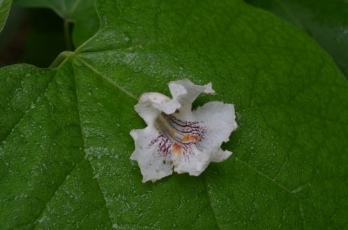 桐の花　やっと逢えたね＾＾