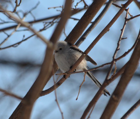 今朝の　鳥見!!