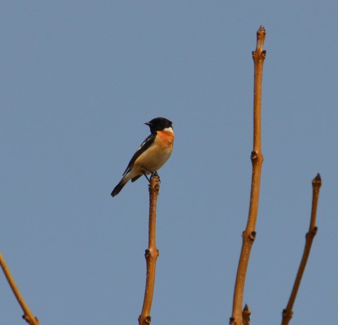 今朝の　鳥見　ノビタキなど