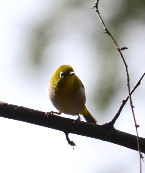 鳥運　上昇ちゅう^^かな