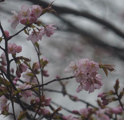 今朝はアカハラ　キビタキと　虹〜^^