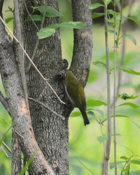 メジロ押し?!　鳥見日記