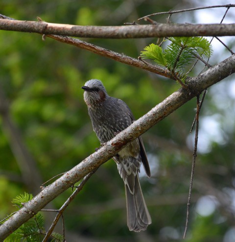 今朝の鳥見　ヒヨと　久々のシマエナガ〜^^