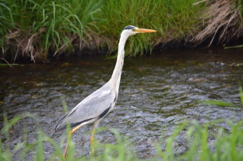 水無月はじまりの野鳥は・・・とか