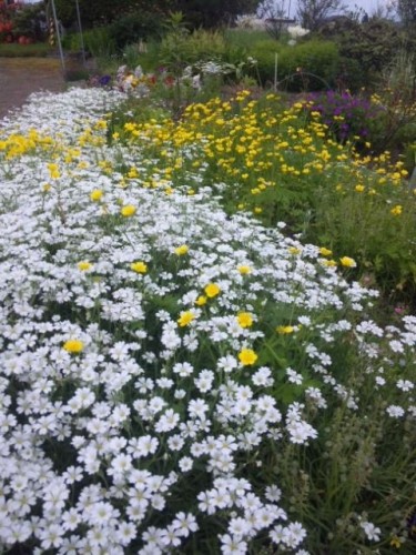 雨なのでお花ブログです(*^_^*)