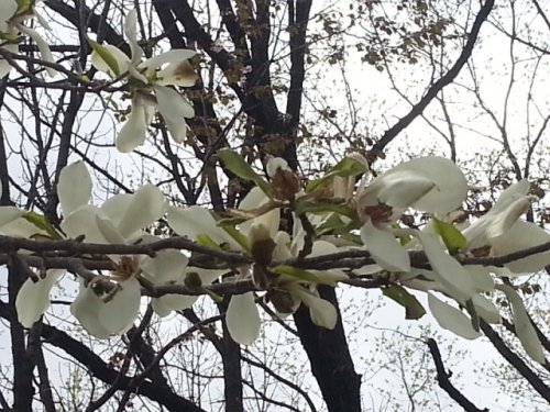 お花見で憧れの彼に会えました~