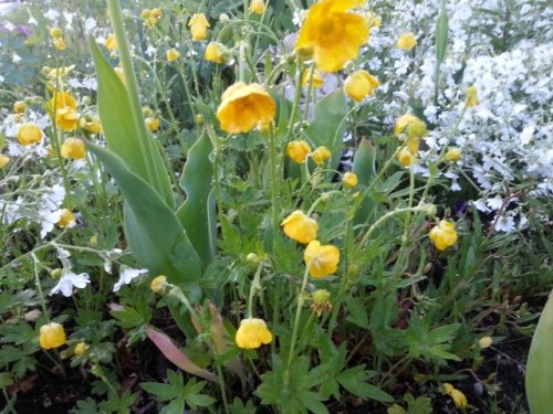 お花ブログと人間ドッグ