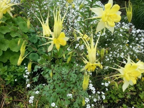 気がつけばお花ブログが…