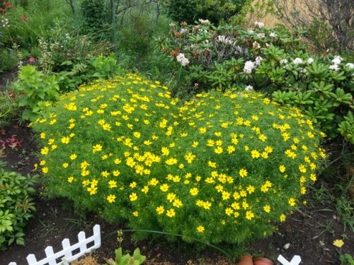 お花ブログ富良野♪とお知らせ♪