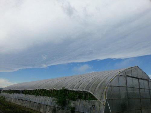 収穫の秋ですが雨ばかりですね(´・ω・`)