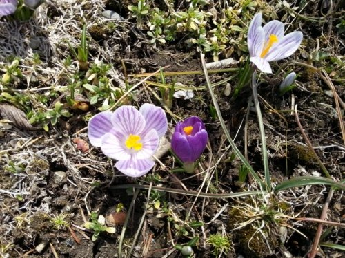 今年もお花ブログです。