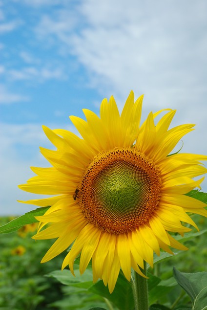 お盆期間　夏季休業のお知らせ