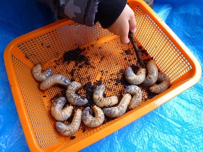 カブトムシ育ってますよ～♪