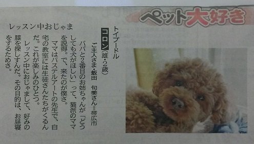 北海道新聞にてコロン♪